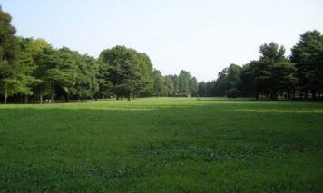 野川公園の芝生