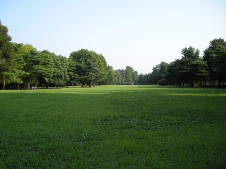 野川公園の芝生