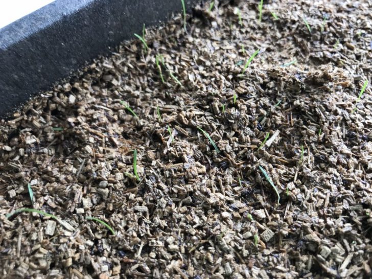 ノシバを植えて18日目