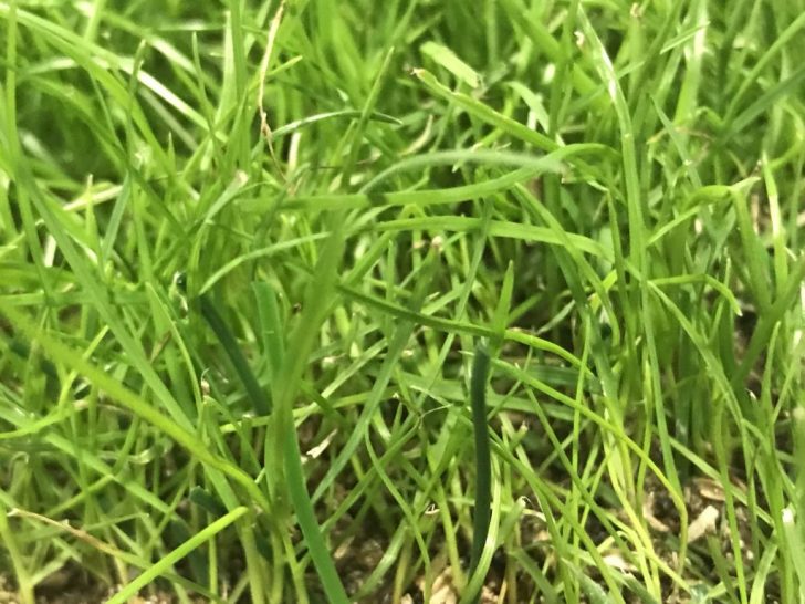 ハイブリッド芝のサンプル