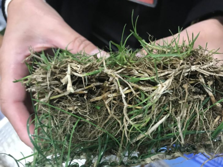 ハイブリッド芝の断面