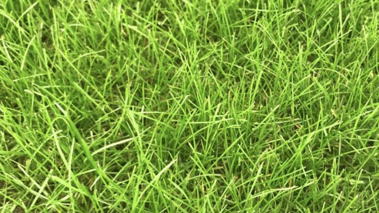 芝生の除草剤 シバキープ シリーズの特徴と使い方 芝生の手入れ Com