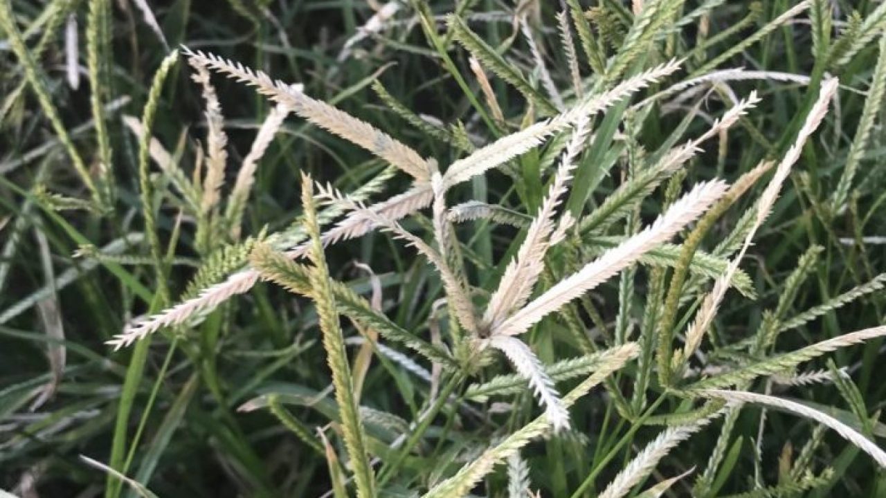 芝生の除草剤 シバニードアップ シリーズの特徴と使い方 芝生の手入れ Com