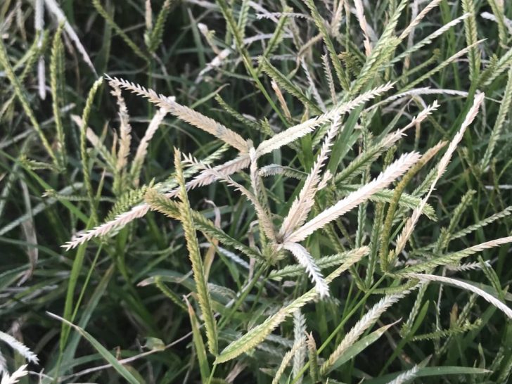 芝生の雑草：オヒシバの穂