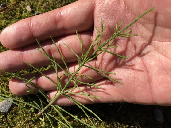 芝生の雑草 種類と写真 対策 芝生の手入れ Com