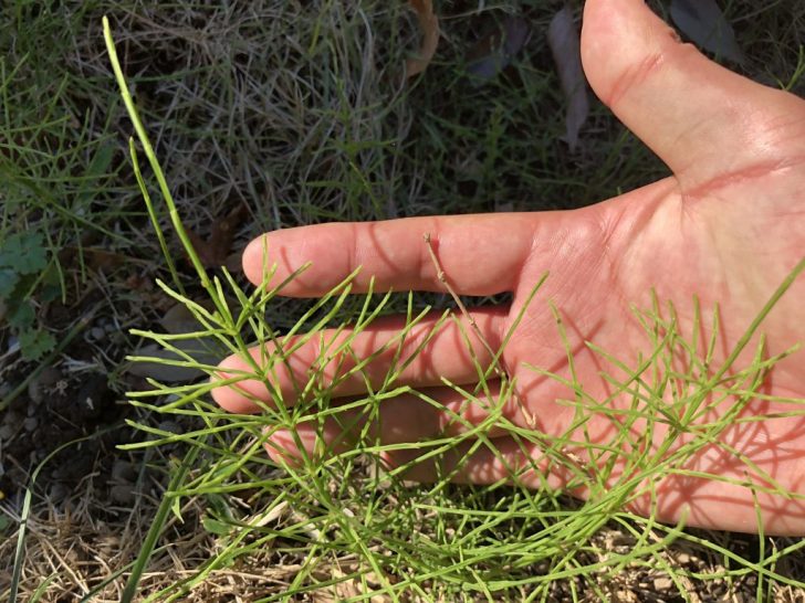 芝生の雑草：スギナの駆除方法と繁殖対策