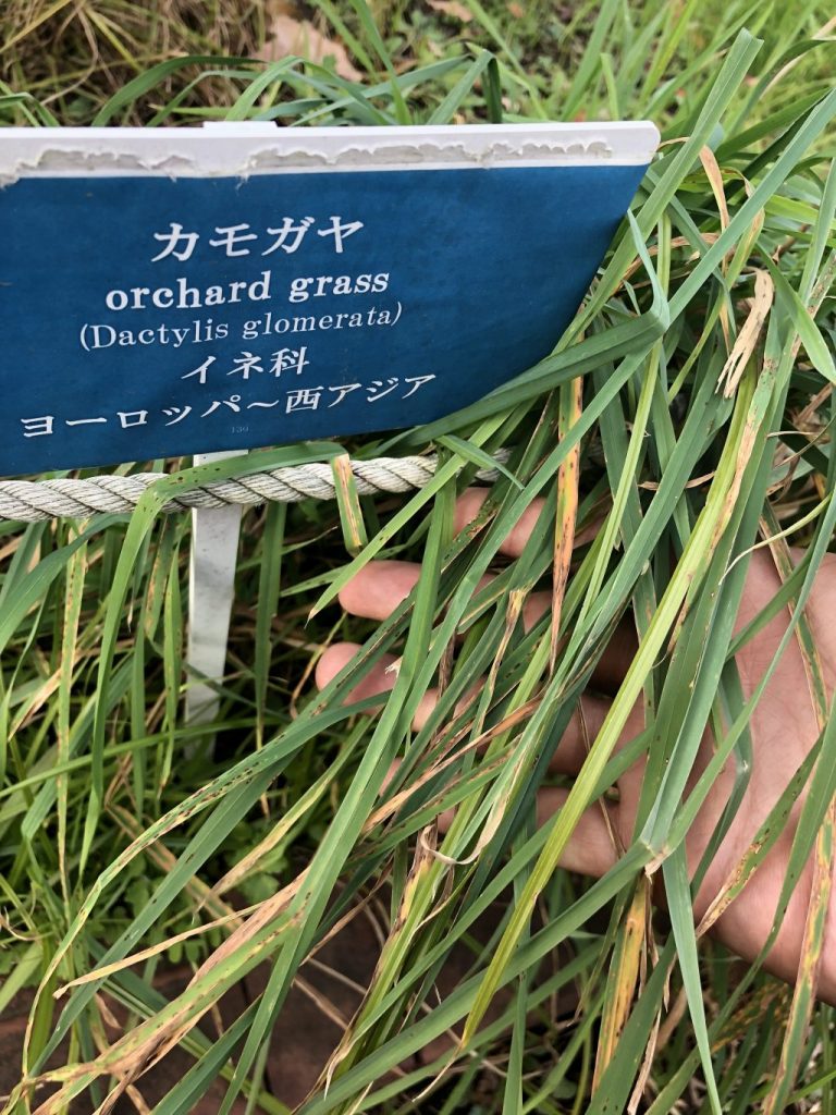 芝生の雑草（種類と写真、対策）