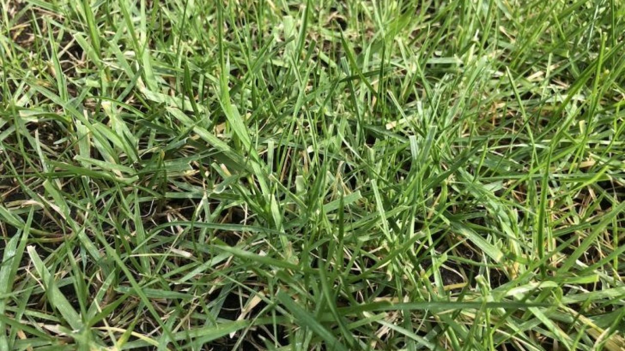 芝生殺虫剤の定番オルトラン スミチオン フルスイング3種 芝生の手入れ Com