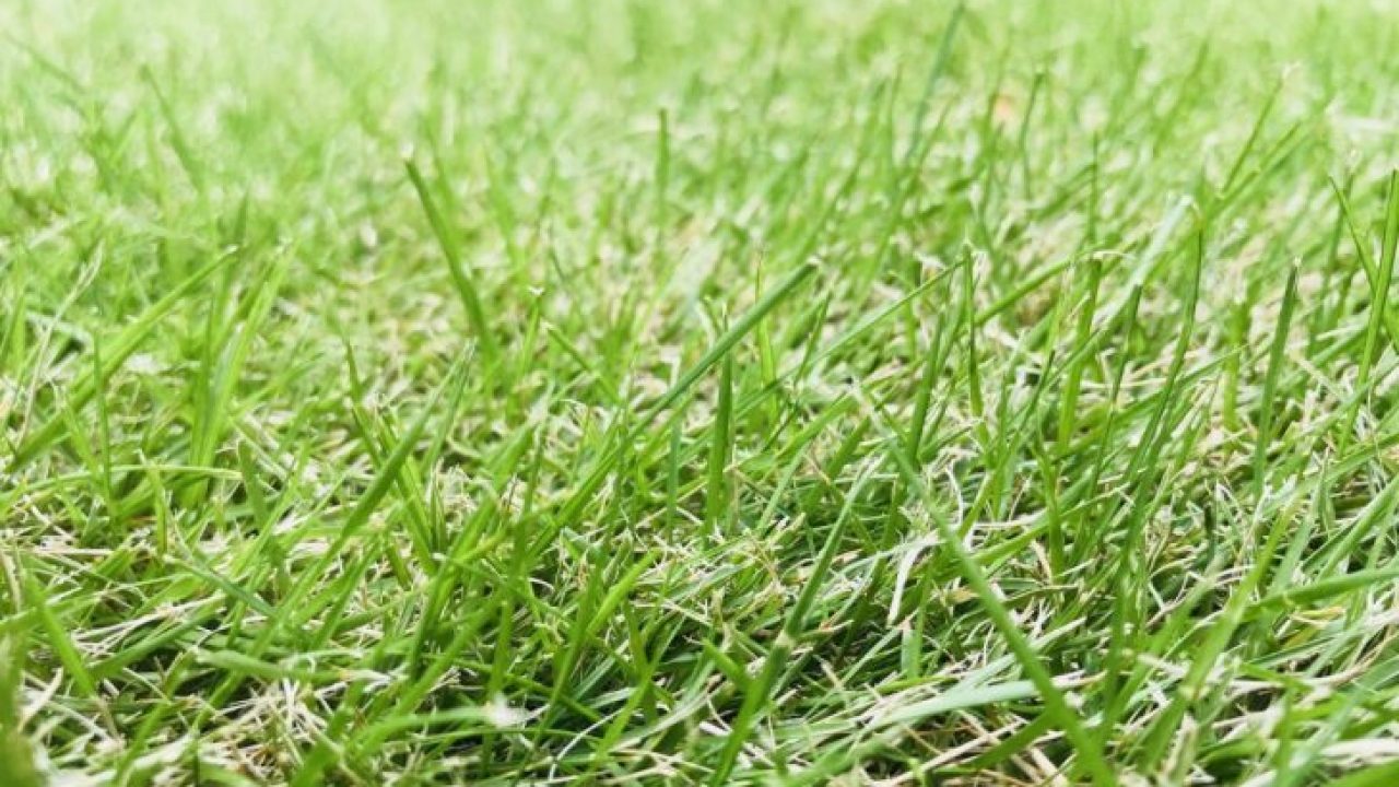 室内なら冬でも芝生が枯れないのでは Day0 芝生の手入れ Com