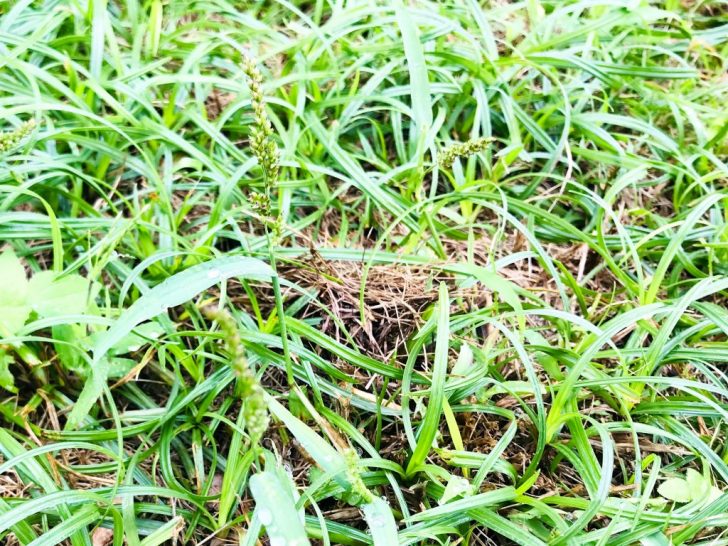芝生の雑草：スズメノカタビラ