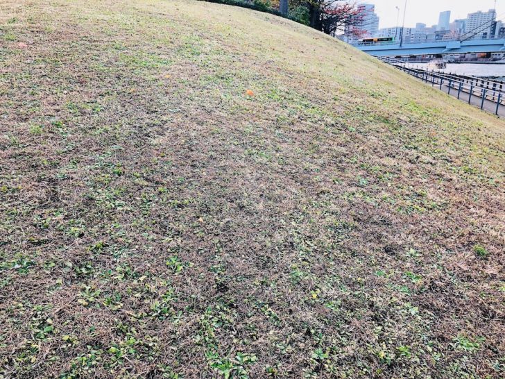 斜面・法面の芝生