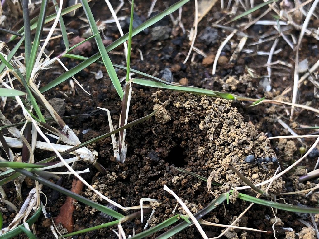芝生にできた蟻の巣