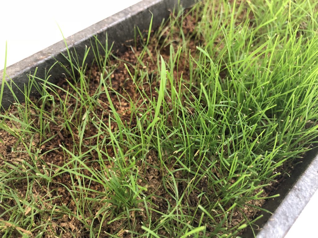 【室内芝生】ノシバをプランターに植えて3ヶ月目【12月】 – 芝生の手入れ.com