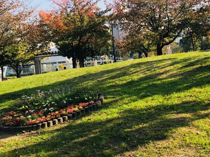斜面の芝生