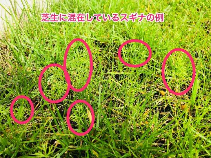 芝生の雑草 スギナの駆除方法と繁殖対策
