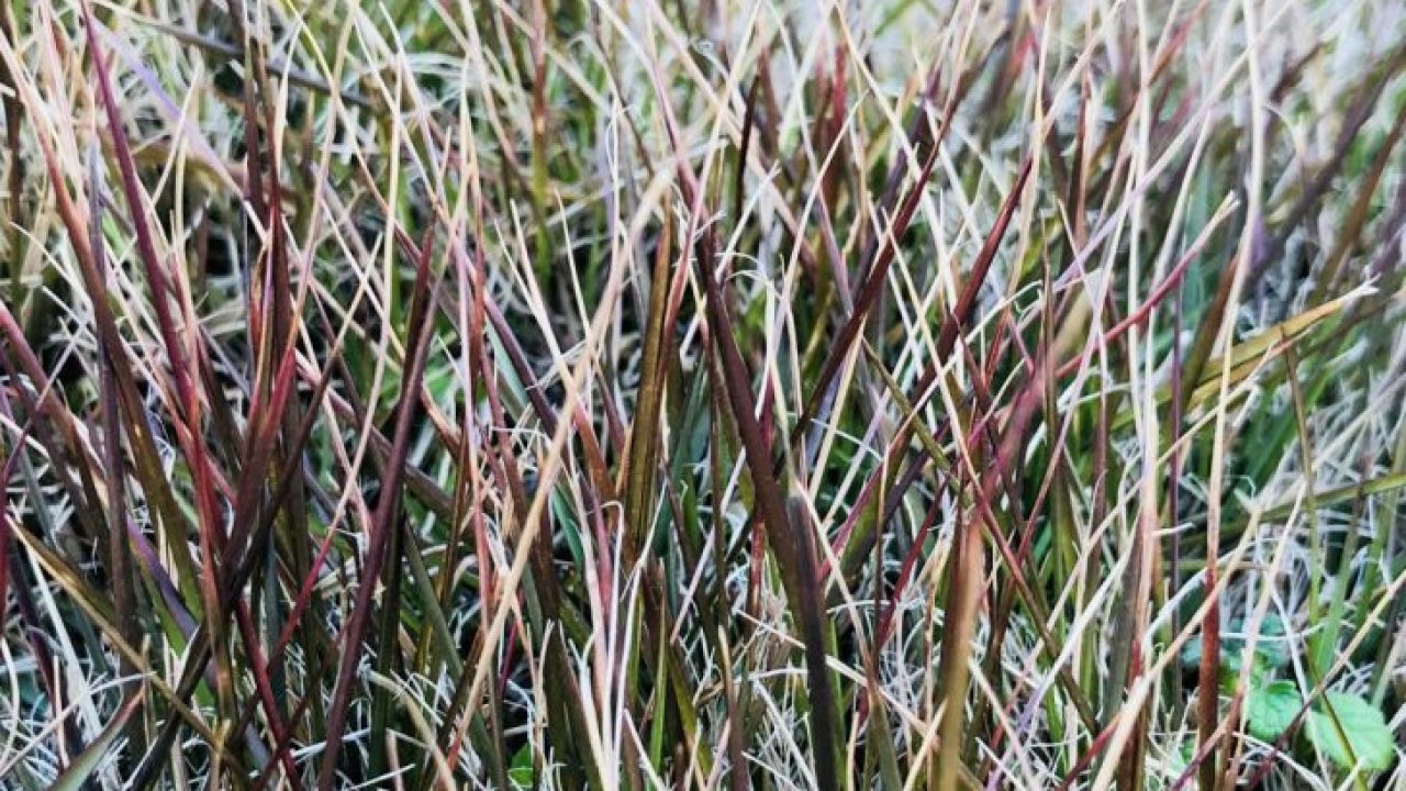 コウライシバの病気 芝生が赤い葉になって枯れるのは紅葉 芝生の手入れ Com