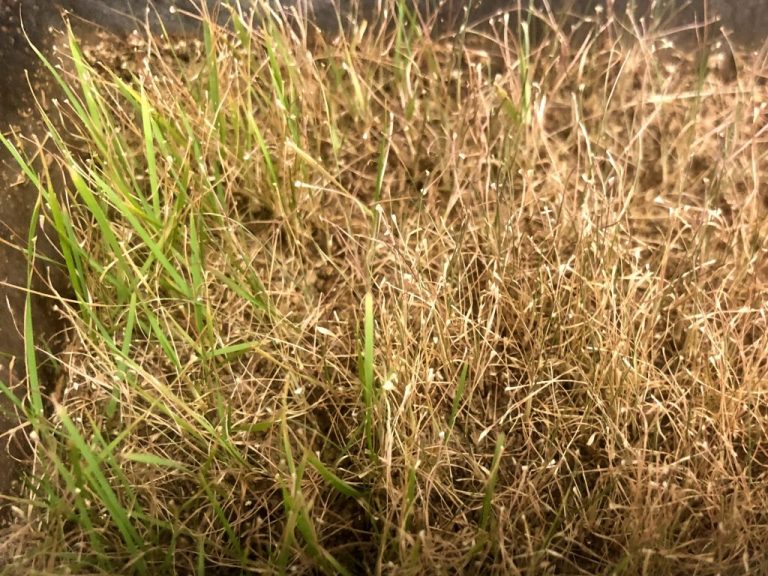 【室内芝生】ノシバをプランターに植えて6ヶ月目【3月】 – 芝生の手入れ.com