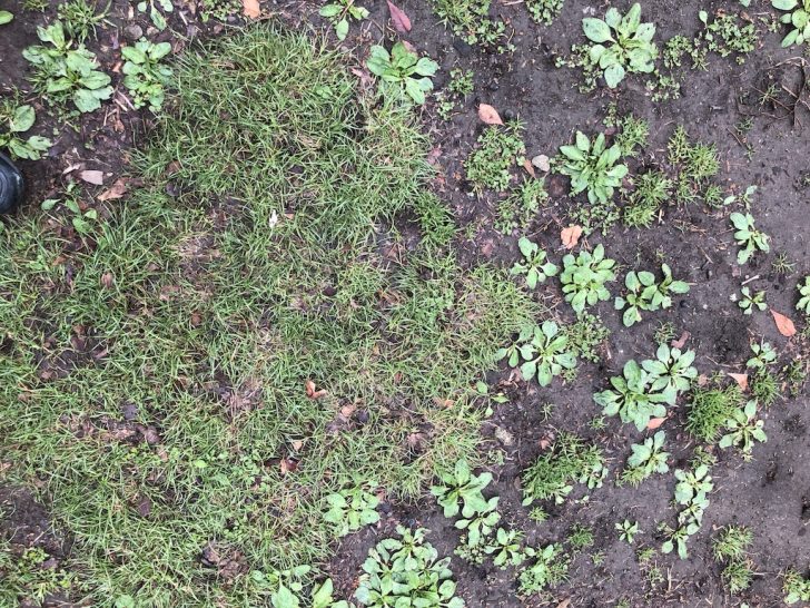 日比谷公園の草地広場の西洋芝