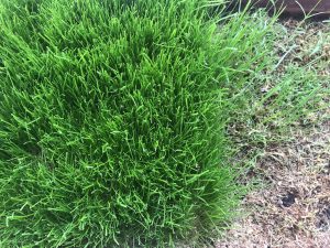 ノシバ – 芝生の手入れ.com