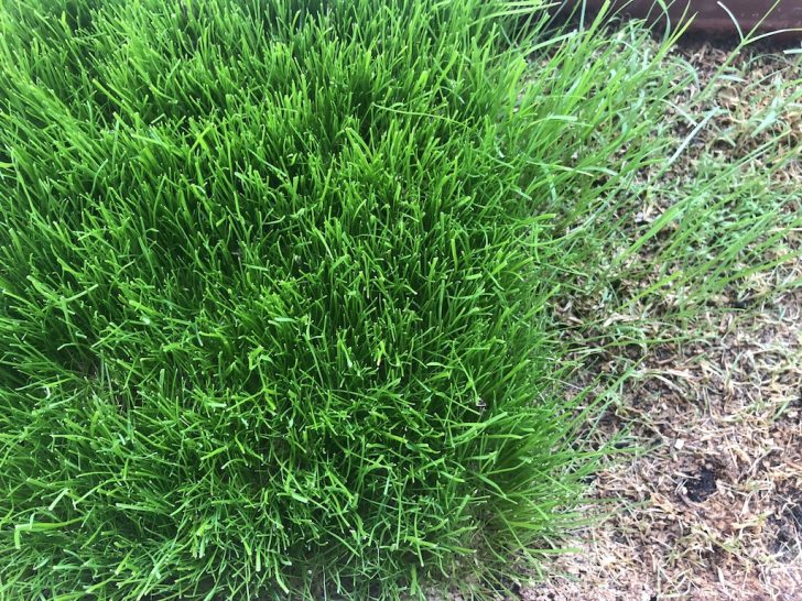 3種混合西洋芝0402