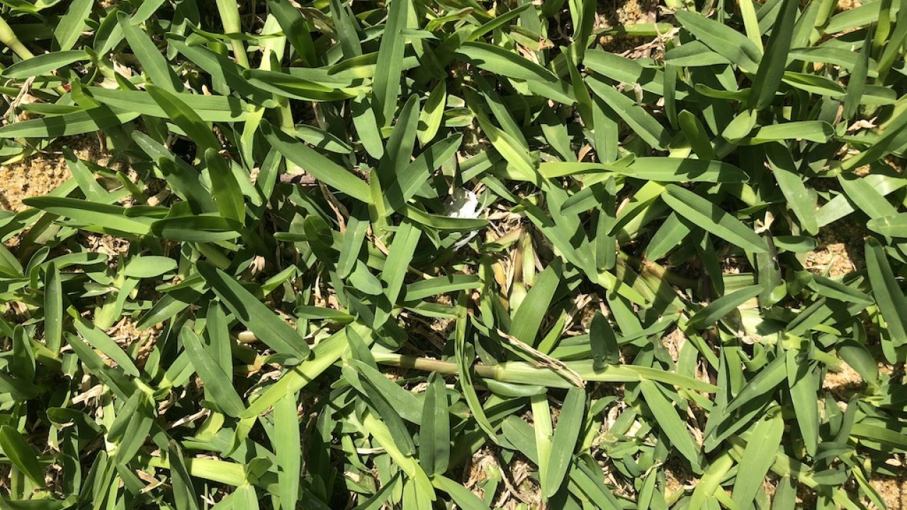 メガソーラーの雑草対策に防草 芝生緑化の選択肢 芝生の手入れ Com メガソーラーの雑草対策に防草 芝生緑化の選択肢 芝生の手入れ Com