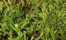 ノエスタ神戸で初採用 天然芝を繊維で補強した ハイブリッド芝 で耐久性が上がる 芝生の手入れ Com