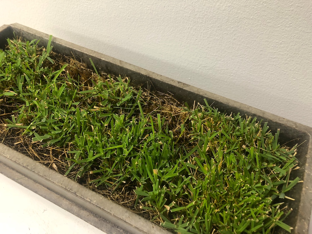 【室内芝生】プランターでノシバを育てる【9月 】 – 芝生の手入れ.com