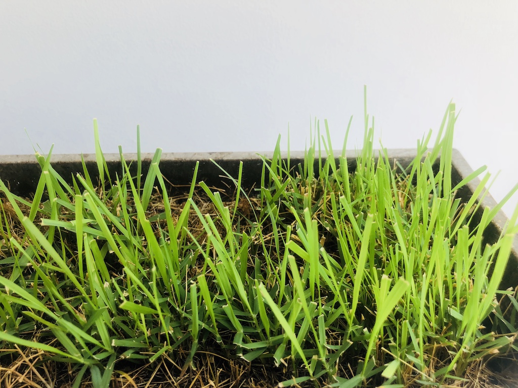 【室内芝生】プランターでノシバを育てる【9月 】 – 芝生の手入れ.com