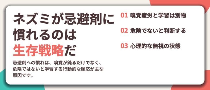 ネズミが忌避剤に 慣れるのは 生存戦略だ。嗅覚疲労と学習は別物、危険でないと判断する、心理的な無視の状態